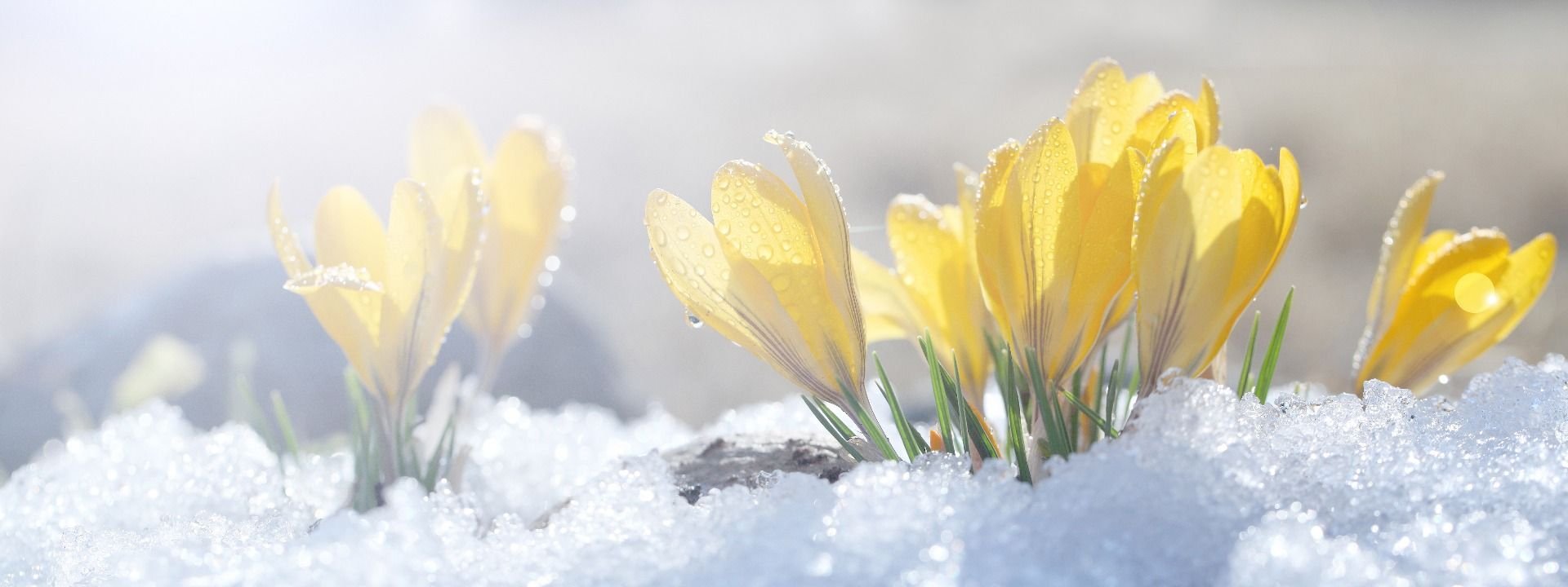 Inspiroidu kevät adobestock 193386201
